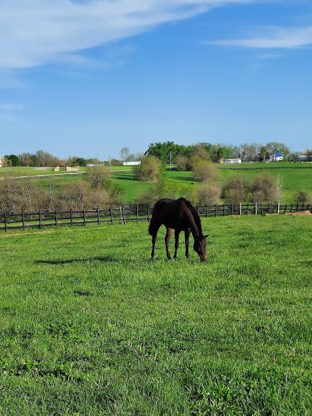 Freedom Hill Stables