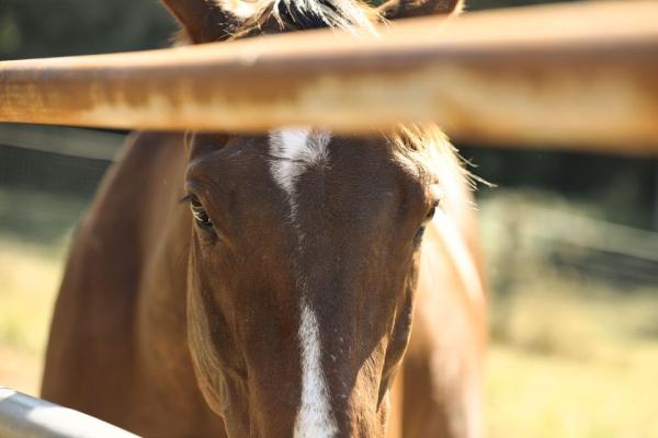 Oconee Therapeutic Riding