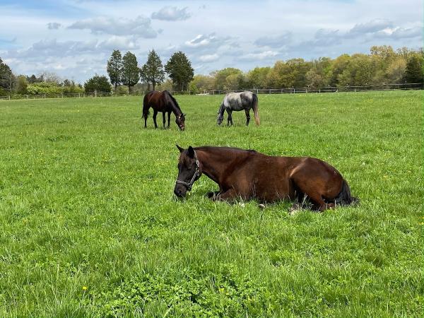 Scattered Acres Sport Horses