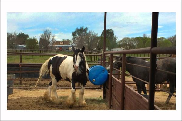 Hold Your Horses Boarding