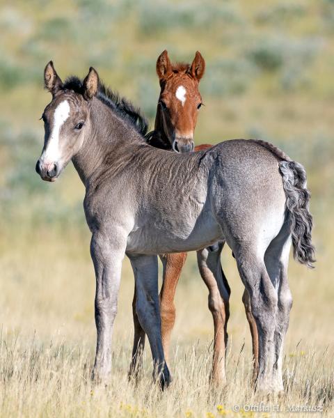 Kids and Horses