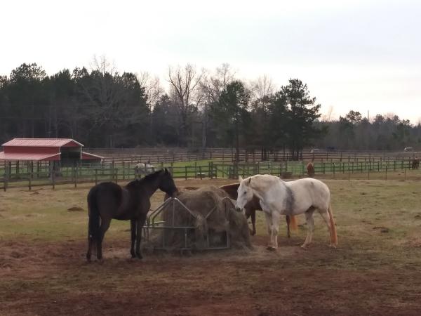 Stables of Shiloh Farms