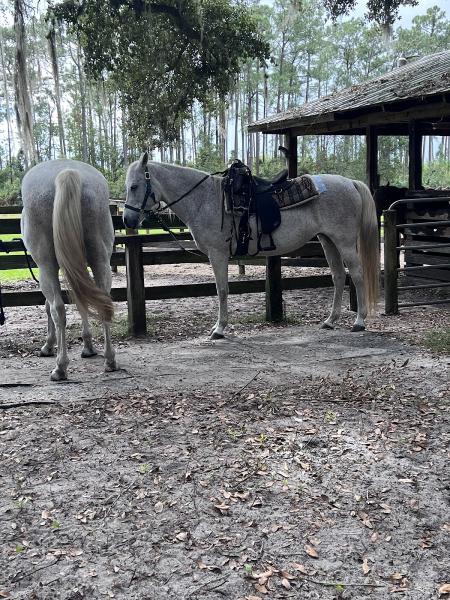 Horsespring Farm