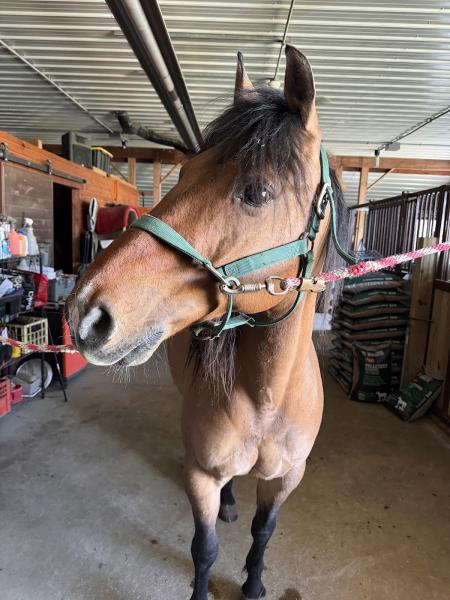 Lita's Equitation