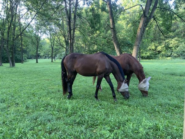 Swaying Oaks Equestrian LLC