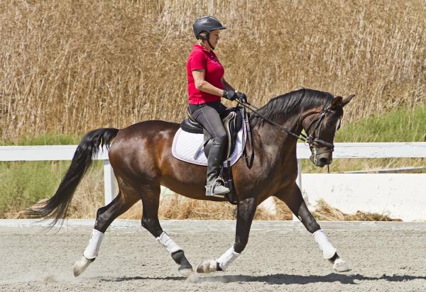 Beare Equestrian Services & Training