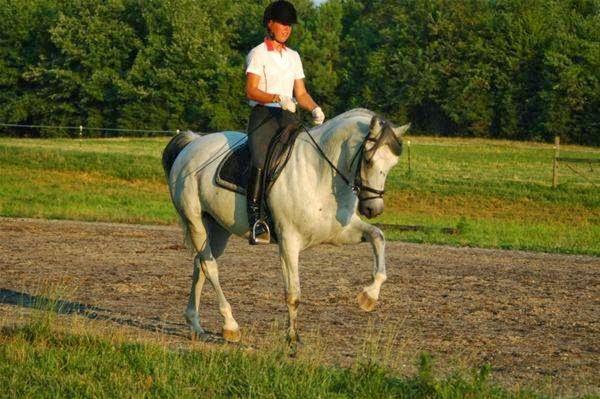 Serendipity Stables