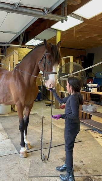 Rohirrim Equestrian