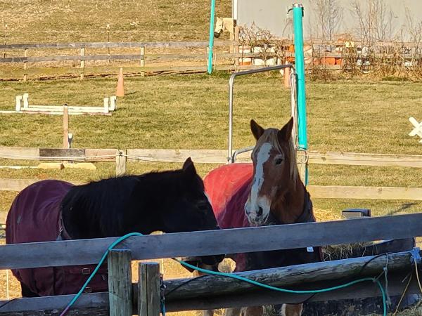 3 Blazing Manes