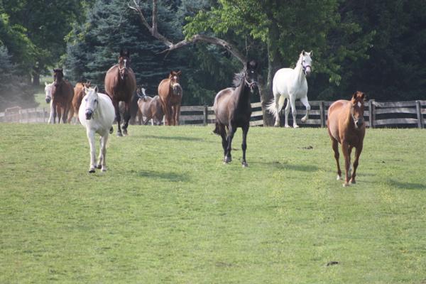 Millhaven Horse Farm Derwood