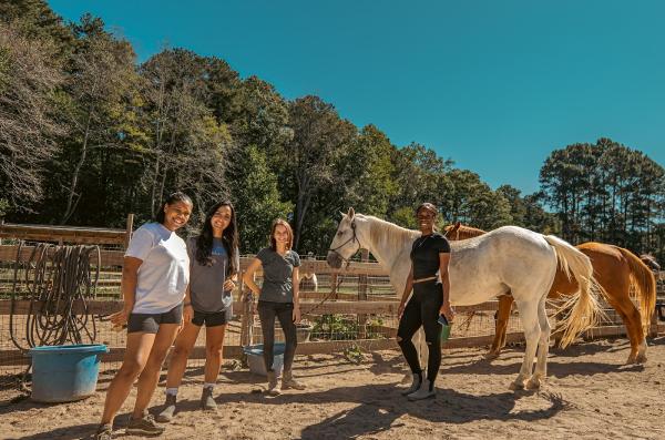 The Bridge Between Horse Sanctuary