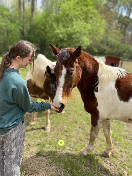 The Bridge Between Horse Sanctuary