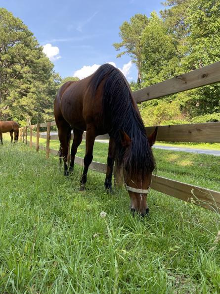 The Bridge Between Horse Sanctuary