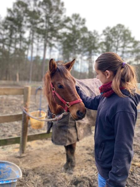 The Bridge Between Horse Sanctuary