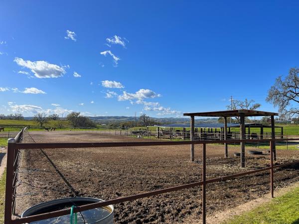 Arriba Arabian Horse Ranch