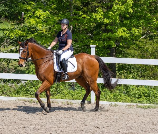 KB Equestrian Riding & Training Academy