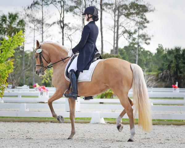 Laura Ashley Dressage