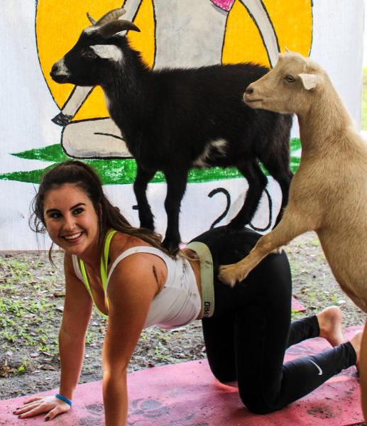 Goat Yoga at Dancing Moon