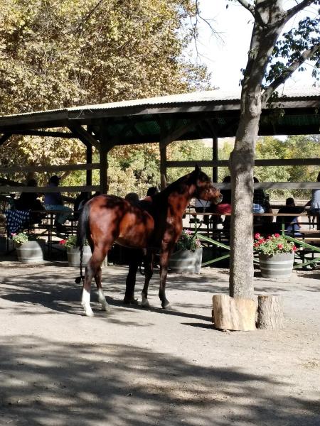 Ranchotel Horse Center