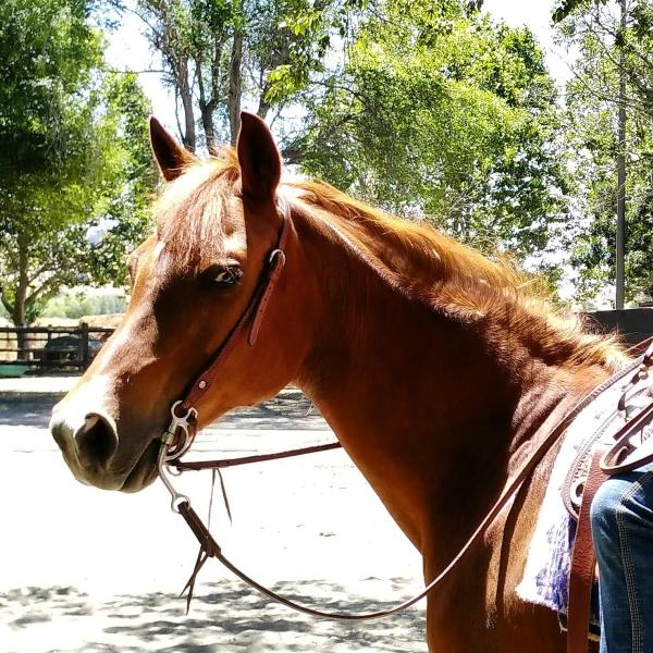 Ranchotel Horse Center