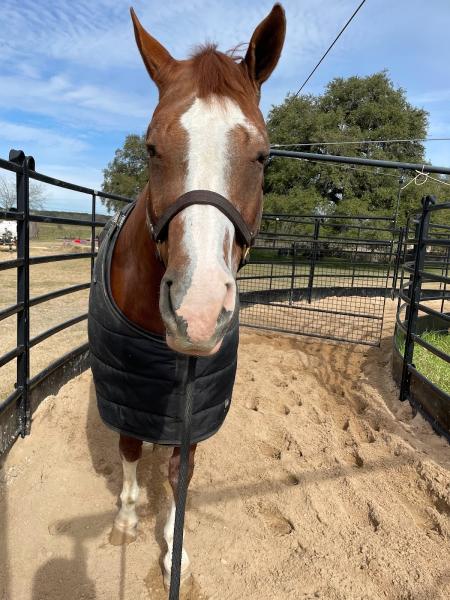 Duke Williams Performance Horses