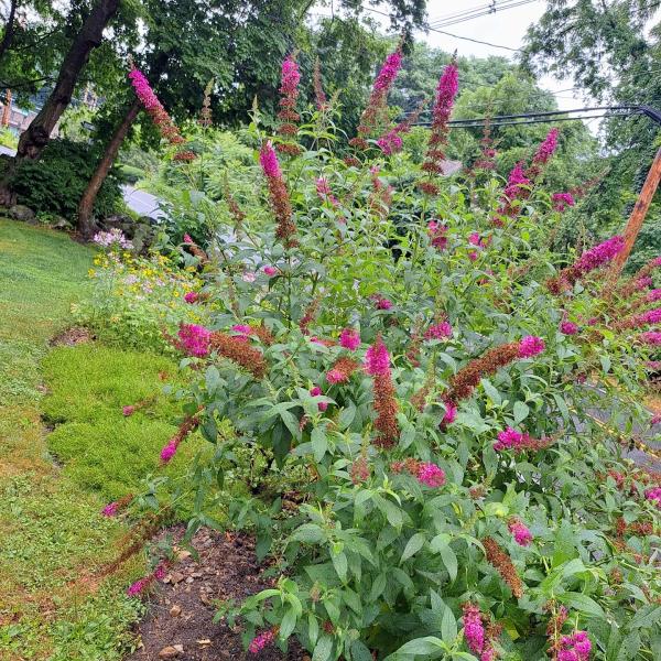 Vibrant Glo Wellness and Beauty