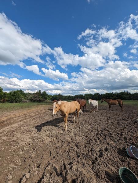 Becky Brown School of Horsemanship