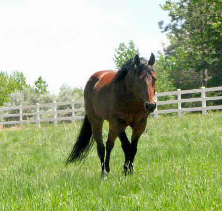 North Harbor Equestrian Center