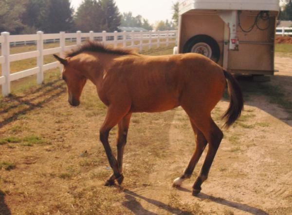 North Harbor Equestrian Center