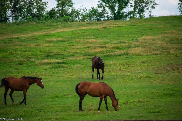 Homestead Farm Equestrian Center