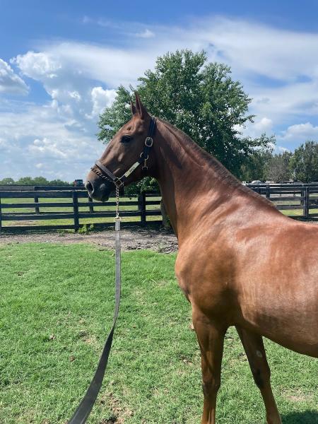 Meadow Lane Equestrian Center