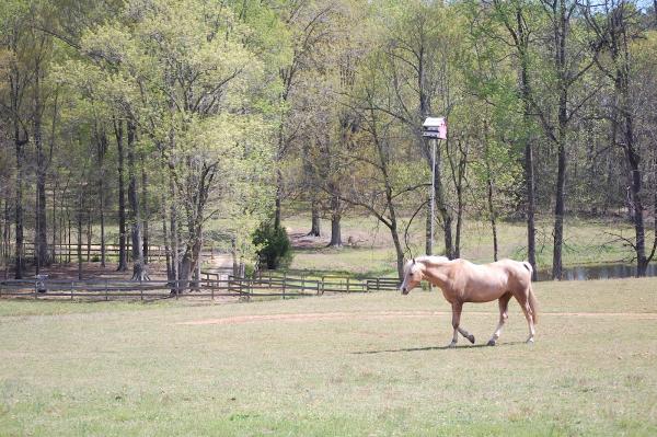 New Beginnings Farm