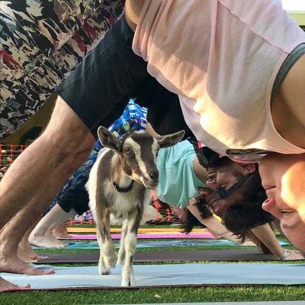 Hello Critter Goat Yoga