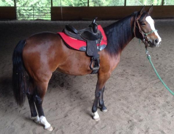 Cedar Creek Stables