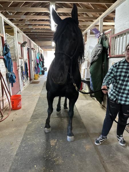 All Tacked Up Horse Riding Academy