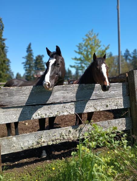 All Tacked Up Horse Riding Academy