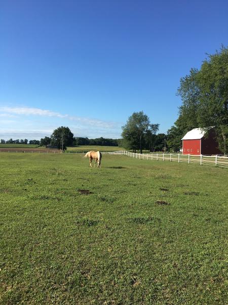 Willowcrest Stables