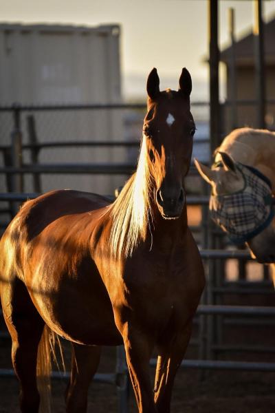 Desert Palms Equestrian Center