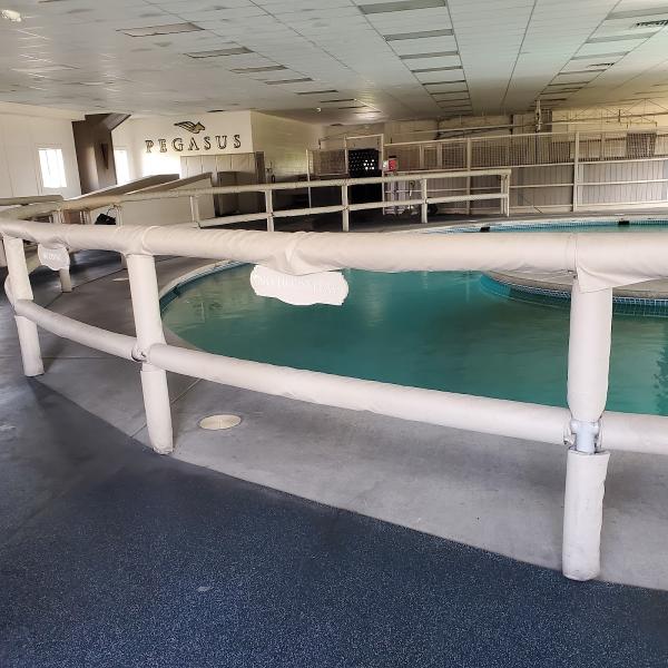 Pegasus Training and Equine Rehabilitation Center