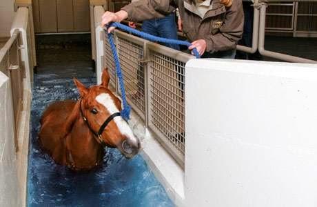 Pegasus Training and Equine Rehabilitation Center