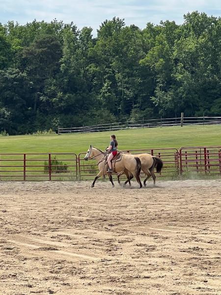 KY Performance Horses