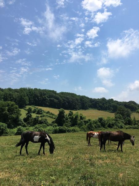 Lancaster Equestrian