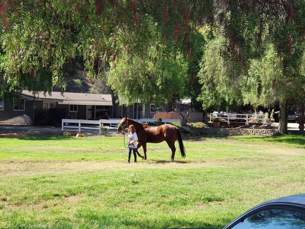 Liz Bolton Stables