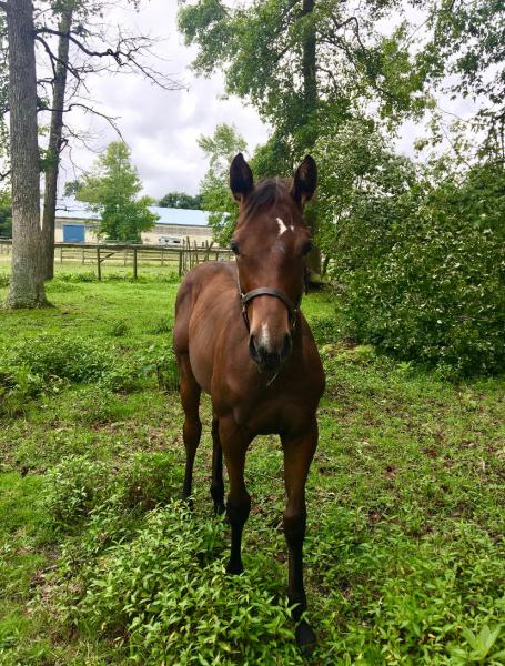 Hunter Brook Horse Farm Inc