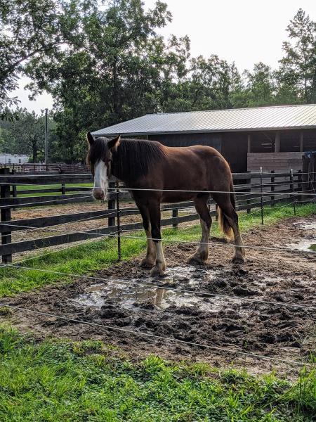 Iron Horse Stables