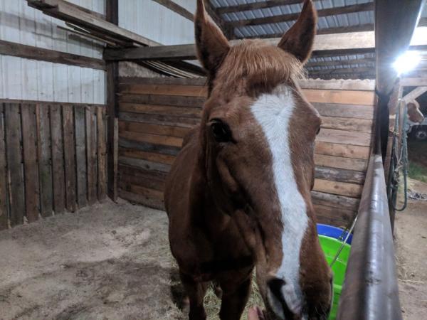 Holcomb Hills Equestrian Facility
