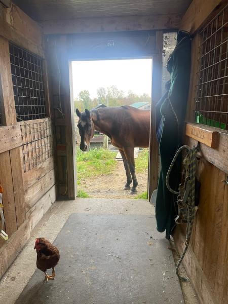 Hoss Equine at Log Cabin Stables