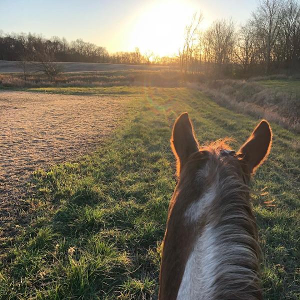E-Wiley Horsemanship