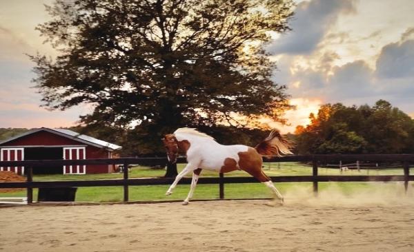 Hidden Creek Horse Farm