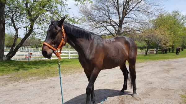 Shoreline Dressage